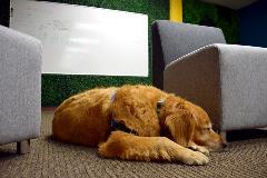 Staff members are encouraged to participate in bring-your-dog-to-work days several times a year